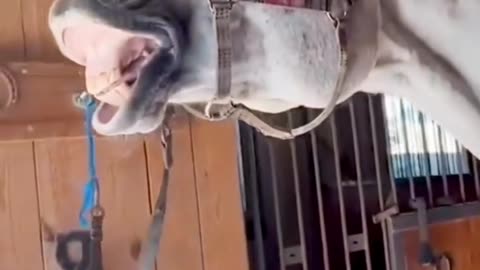 Funny animals🤣