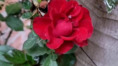 😘 😍 HERMOSA 🌹FLORECITA 🔴 ROJA & 🥰 BALADA 🤩ROMANTICA DE 🤵MichaelBuble.👍