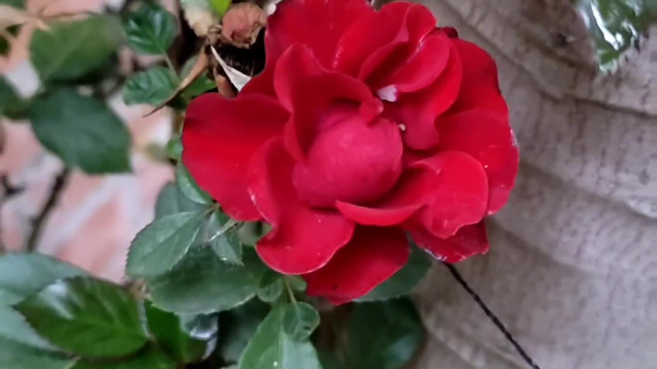 😘 😍 HERMOSA 🌹FLORECITA 🔴 ROJA & 🥰 BALADA 🤩ROMANTICA DE 🤵MichaelBuble.👍