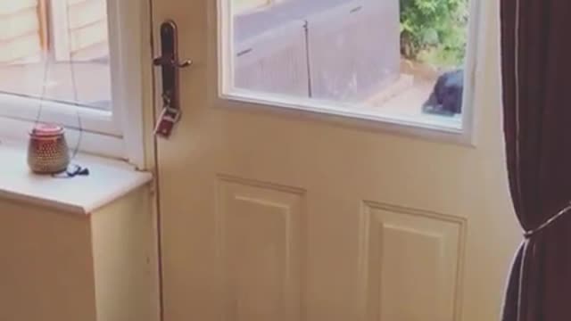 Black shepherd dog opens and closes a door by himself