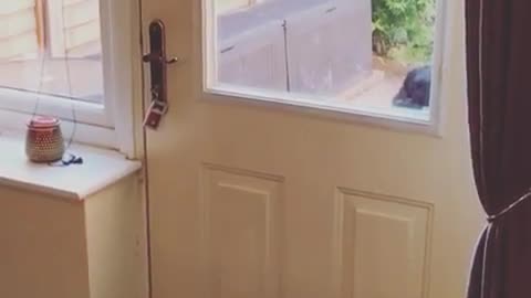 Black shepherd dog opens and closes a door by himself