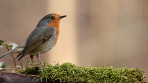 Beautiful bird