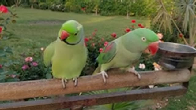 Cute Parrots Videos Compilation cute moment of the animals - Soo Cute! #1