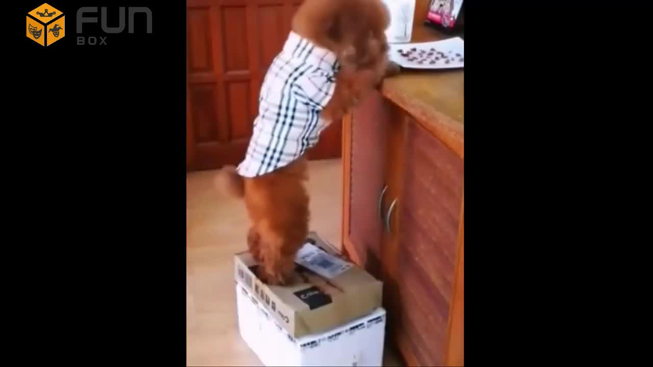funny and cute pets