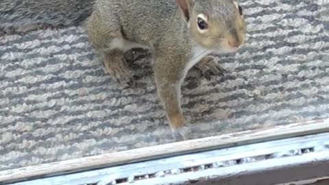 #pet #squirrel #foryou #cute