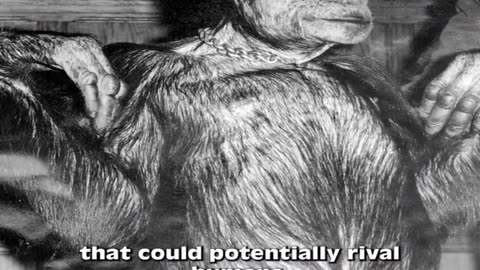 Controversial Genetic Experiment Creating an Intelligent Primate Species