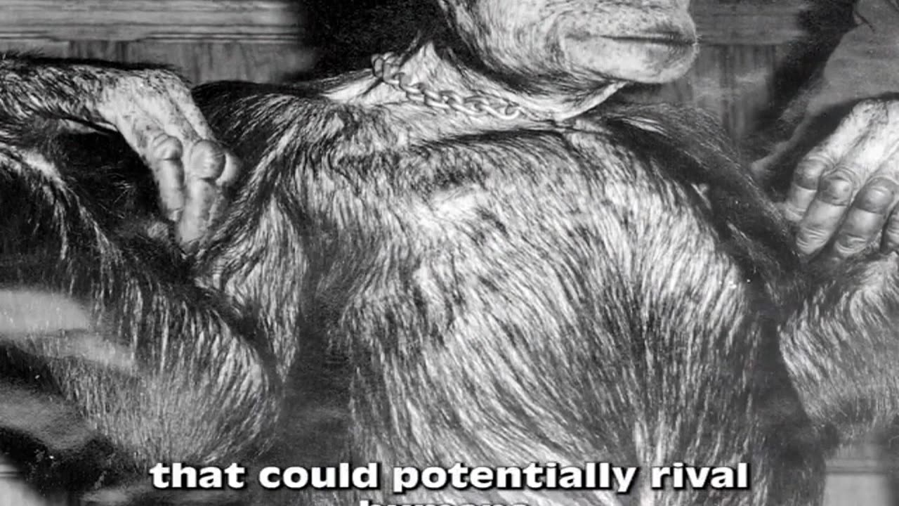 Controversial Genetic Experiment Creating an Intelligent Primate Species