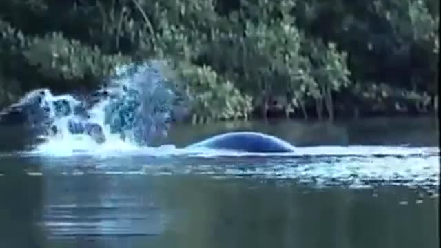 Loch Ness Monster Caught On Tape (In Real Life FOOTAGE)