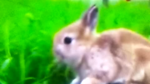 With the help of tortoise rabbit is eating fruit from the plants