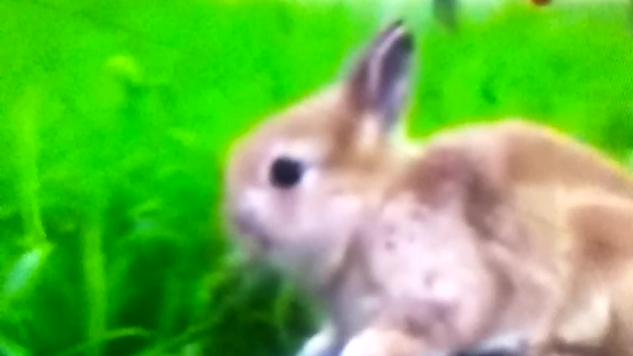 With the help of tortoise rabbit is eating fruit from the plants