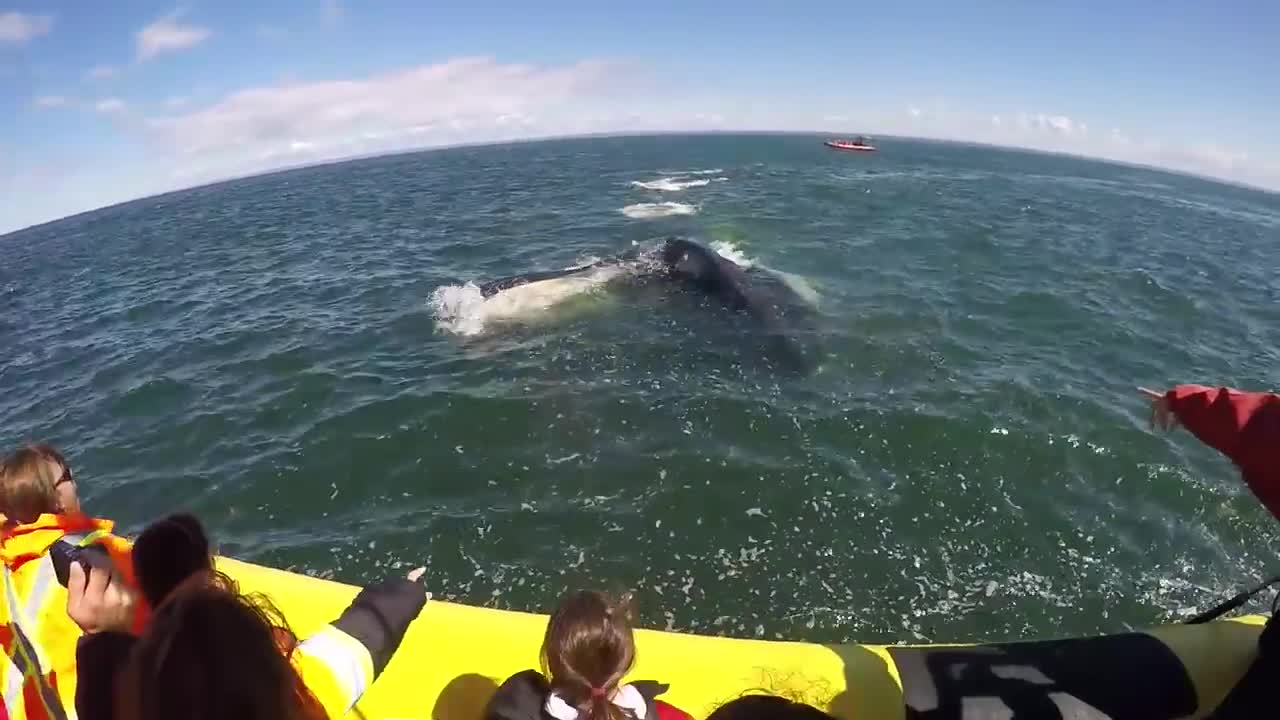 When you go to see whales and the whale comes to see you