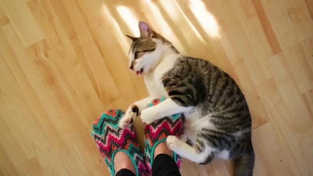 Tabby cat enjoys playing with colorful fuzzy slippers on woman's legs