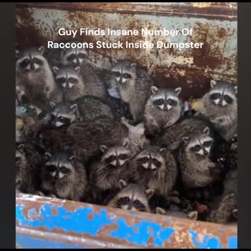 So Many Racoons!