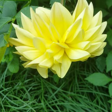 this flower very beautiful