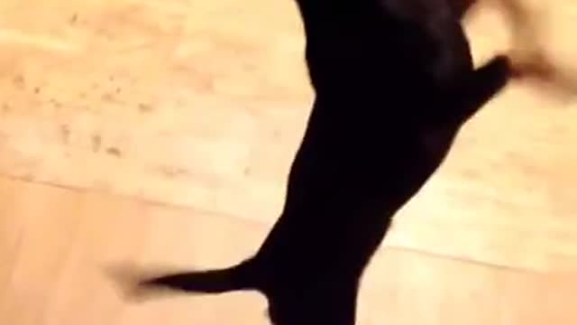 Funny Dancing Chihuahua