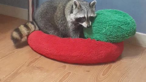 Raccoon arranges bedclothes before going to bed