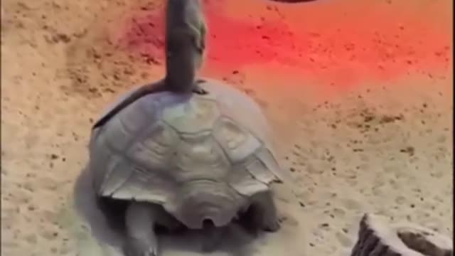 The free ride always slow