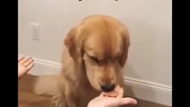 Funniest Animals 🐧 Awesome Funny Animals' Life Videos 😁
