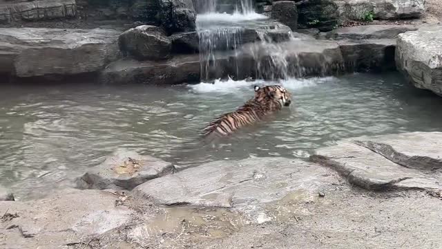 The tiger