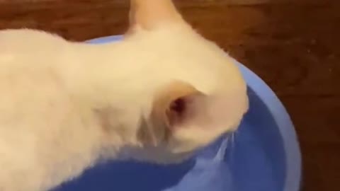 Funny cat video