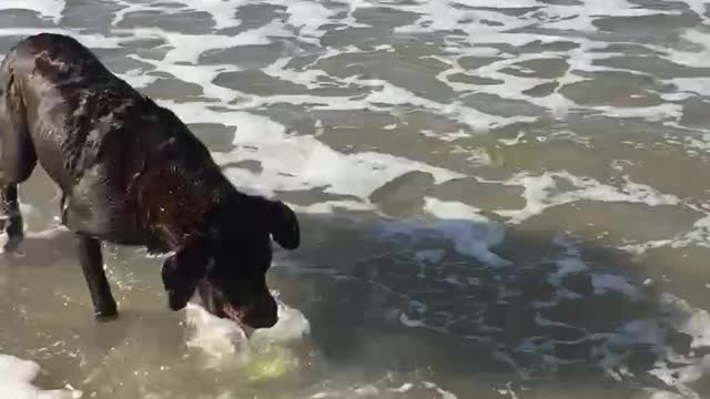 Beach Girl Betsy