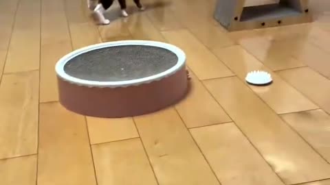 Funny animals videos