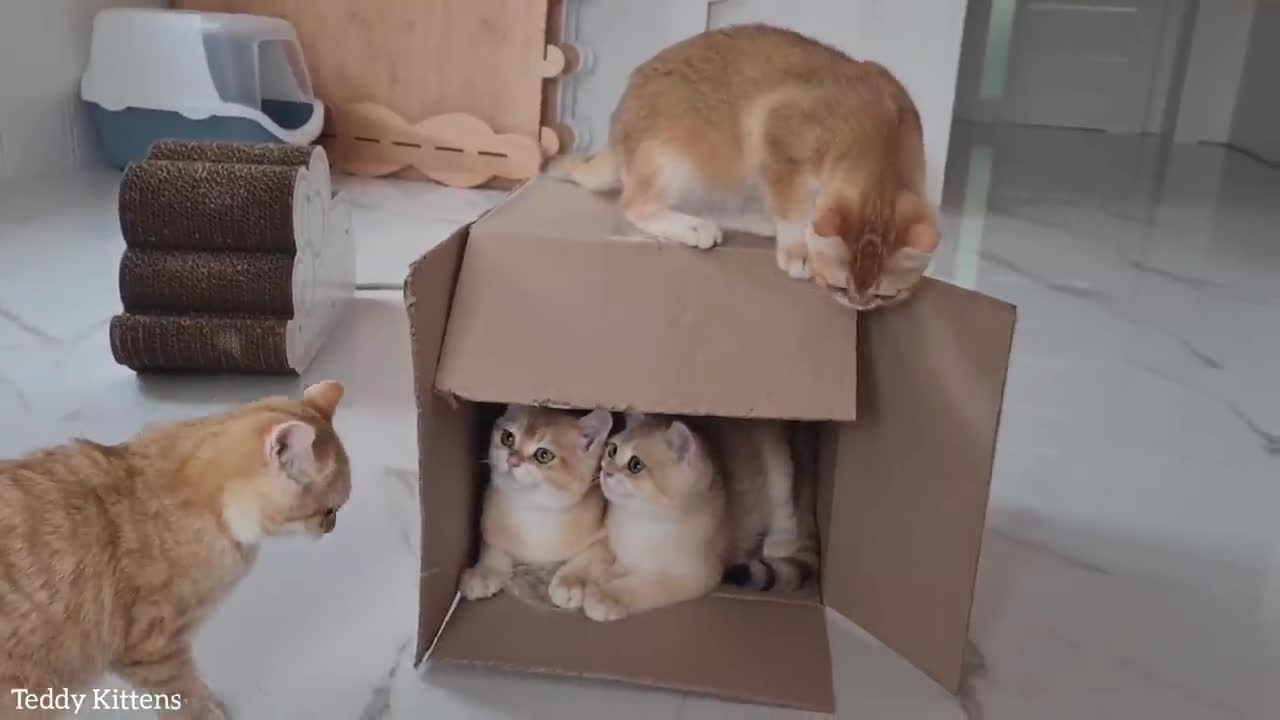 We don't need expensive toys! Give us a cardboard box!