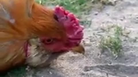 chicken under hypnosis