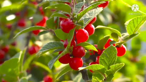 Red autumn waterhar Fruit.