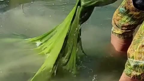 Nasty algae