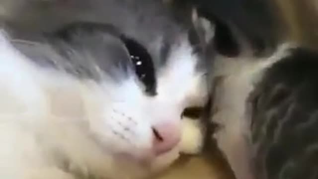 Momma Cat Petting Her Cute Kitten