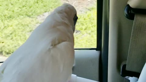 Bird Dances in Car