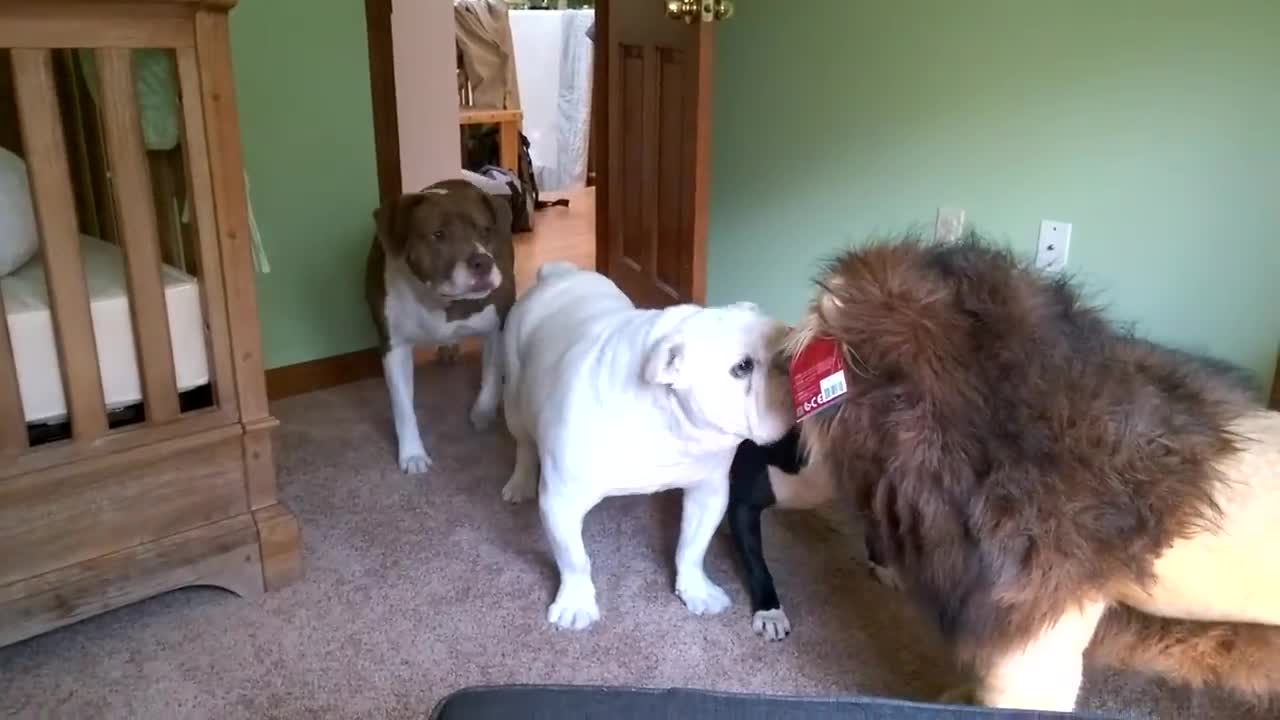 Brave English bulldog Sir Wellington fights lion. Super funny!