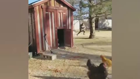 funny animal videos 2024||Funniest Animals🤣🤣🤣