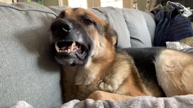 Cat Stuck between Grumpy German Shepherds