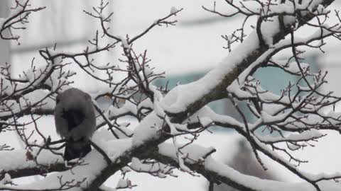 Birds in Winter