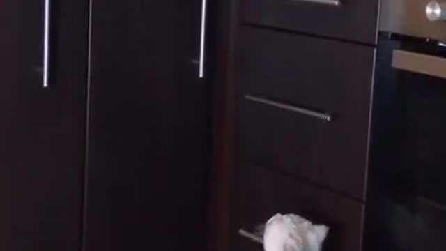 Cute cats, funny cat videos ,cute animals compilations