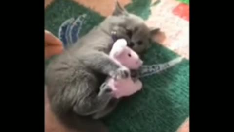 Dogs and cats funny domestic animals