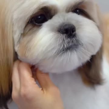 Shih tzu grooming teddy bear cut ✂️❤️🐶 sooo cute!