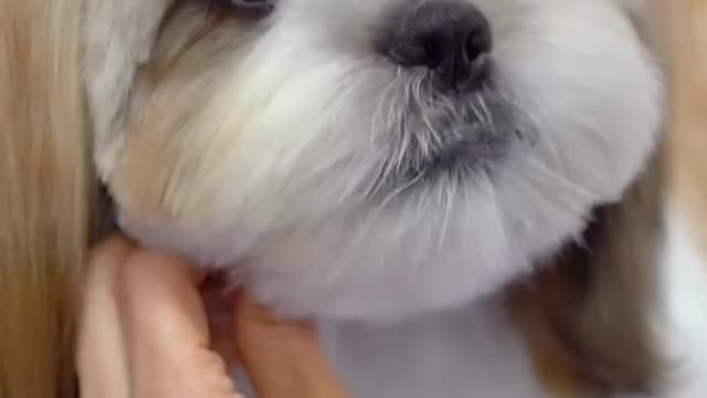 Shih tzu grooming teddy bear cut ✂️❤️🐶 sooo cute!