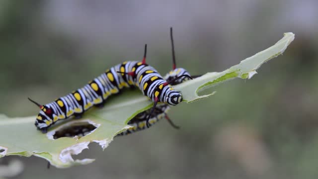 The Beautiful Caterpillar Awesome caterpillar video