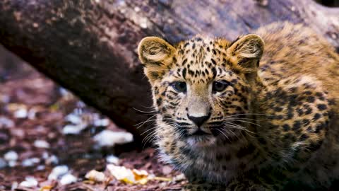 Amazing Tigers looks