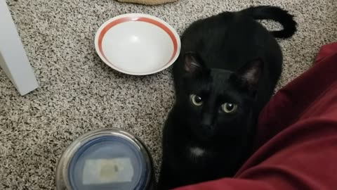 20240630 224847 Tux Caught Stalking the Food Container