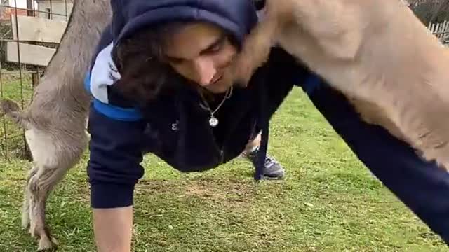 Baby Goats Help Out with Workout Routine