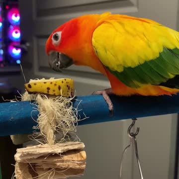 Parrot dances between bites of breakfast banana