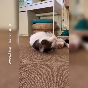 Adventures in Catnip - Melvyn the Tabby Loves His Catnip Kicker Toy