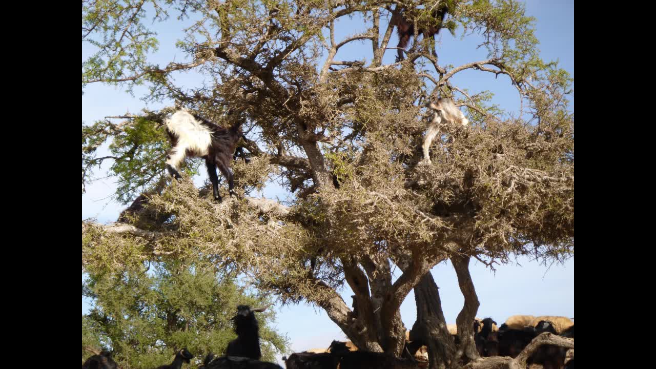 Moroccan tree goats