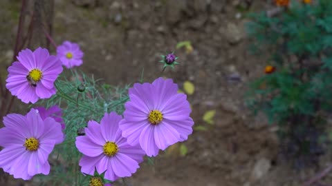 Beautiful cosmos blooming in autumn 4