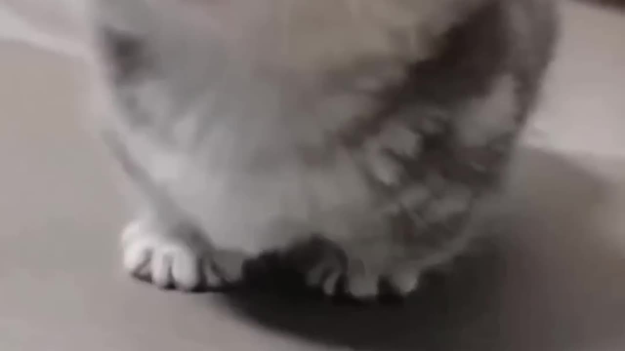 Cute baby kitten new video 2023 🐈
