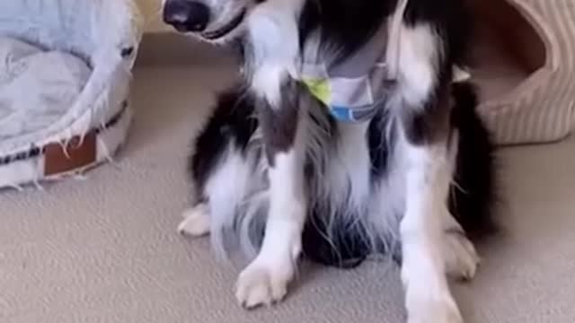 very funny dogs reactions